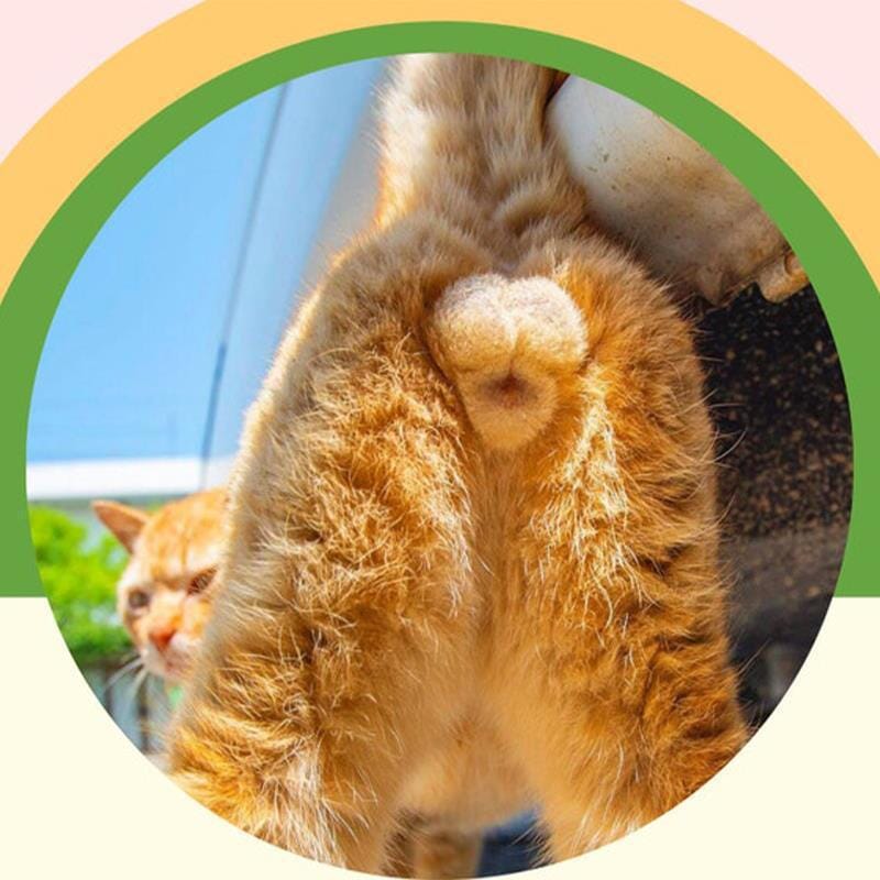 2023 Funny Pets Calendar - Pissed-Off Cats & Cat's Butt & Dogs Pooping